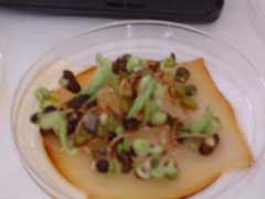 MRET Shield Technology - Plant Test 3